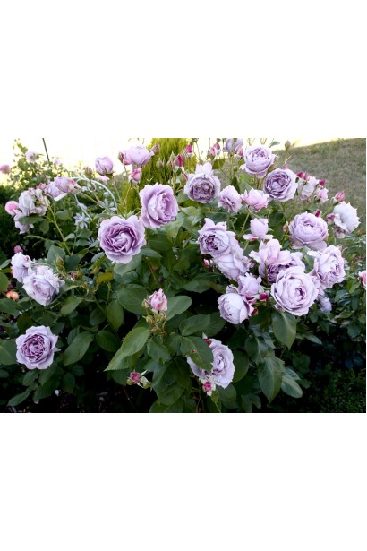 Роза флорибунда Новалис